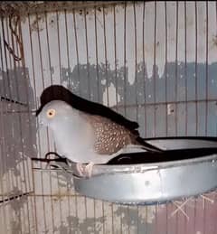 dove breeder pair