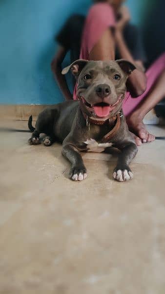 American Pitbull Pocket Size 3