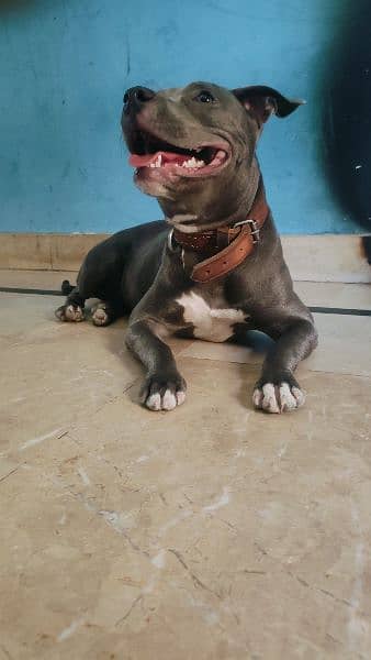 American Pitbull Pocket Size 4