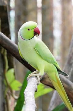 Ringneck adult male.