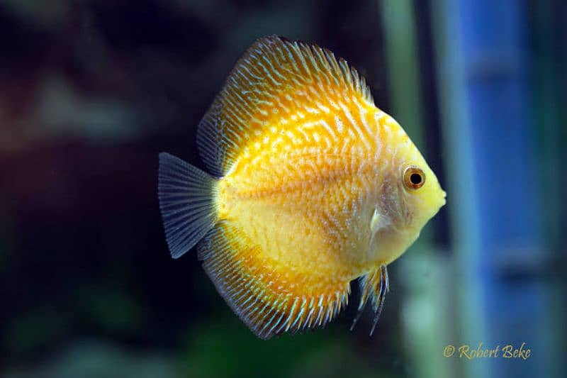 High Quality Discus 2