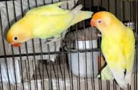 Lovebirds Creamino Male and DecIno Female Breeder Pair