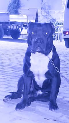 American Pitbull Male