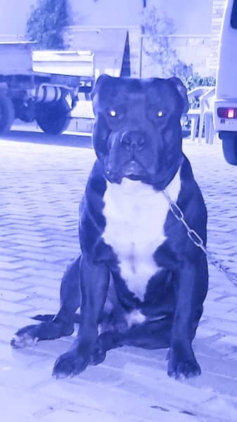 American Pitbull Male 0