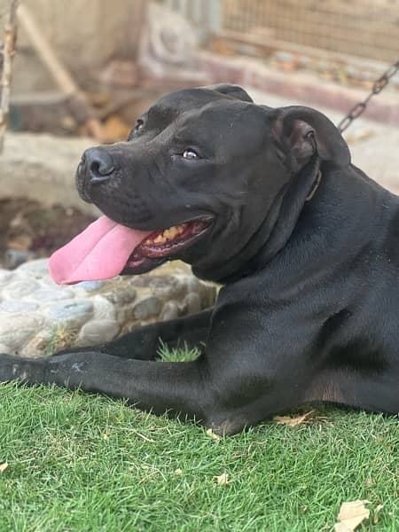 American Pitbull Male 1