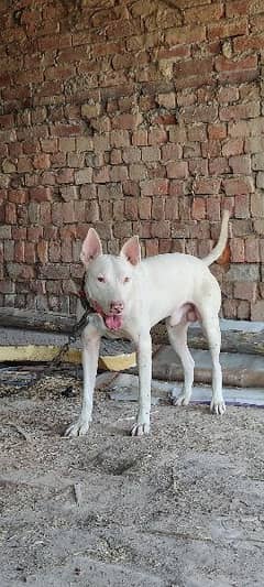 gultair dog available for stude