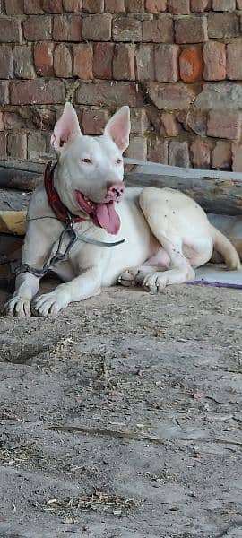 gultair dog puppies are available  for sale top quality puppies 1