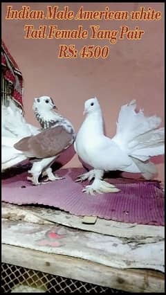 Lakha Pigeon Original Indian Male American Fantail Female