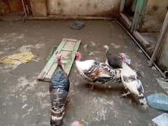 breeder pair turkey 14000