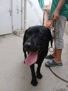 Labrador Microchipped Pedigree Female