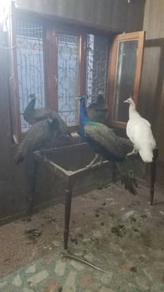 Peacock pair available 0