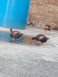 female duck for sale