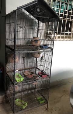 budgies with cage