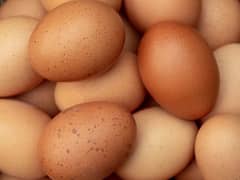 Aseel and Golden 100% Fertile Eggs