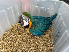 Macaw parrots chicks 03225272996