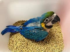 Macaw parrots chicks 03225272996