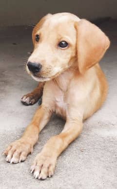 female dog 2 month age bahut acchi hai panther dog labra