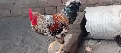 Rooster for sale