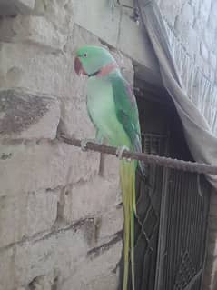 Green Raw parrot