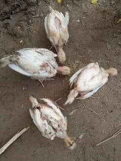 paper white Heera aseel chicks