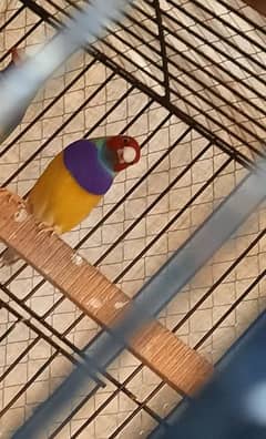 gouldian male