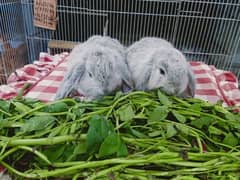 German lop rabbit beautiful baby pair