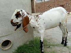 Bakri sale Faisalabad city