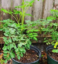 moringa plant/sajna phali