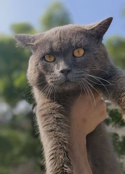 BSH Shorthair Blue Male 5