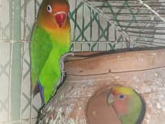 love brid fisher breeder pair