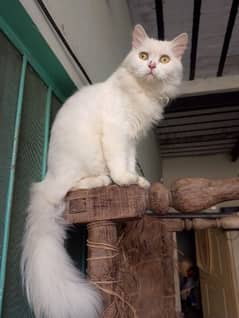 persian cat contact no 03481047687