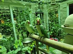 Hand Tamed Raw Kashmiri Parrot Pai