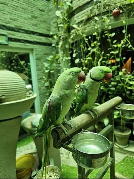 Hand Tamed Raw Kashmiri Parrot Pai 1