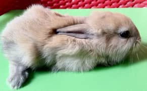 Angora rabbits babies