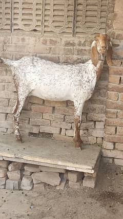 2 Female Goat Ready For Crossing