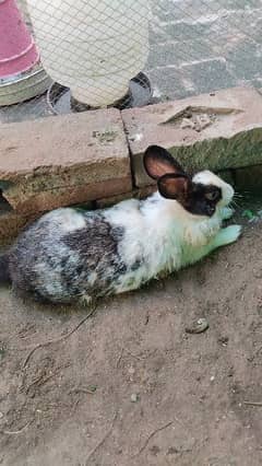 Breeder male Rabbit