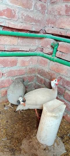 trio guinea fowl