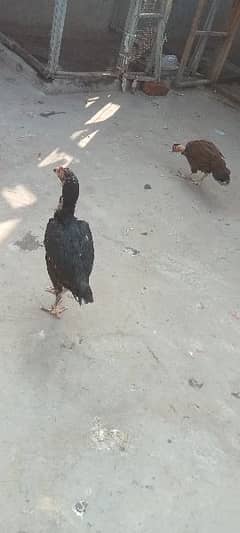 Aseel hens for sale 03067119258 WhatsApp