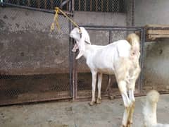 Rajanpuri goats for sale