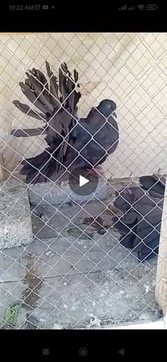 sherazi male 5 kali black male modern English black female lakka