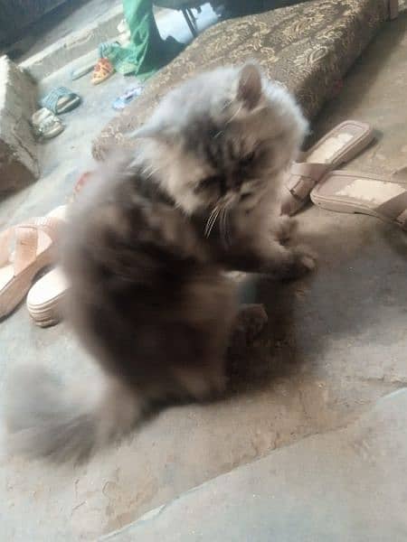 Persian Female full active and healthy 1