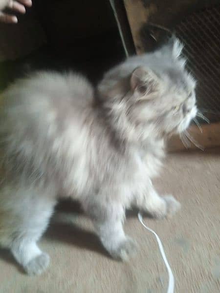 Persian Female full active and healthy 2