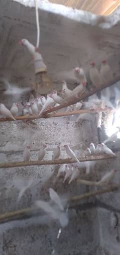 white jawa / pair / breeder /  finches / sale / pair 3500 0