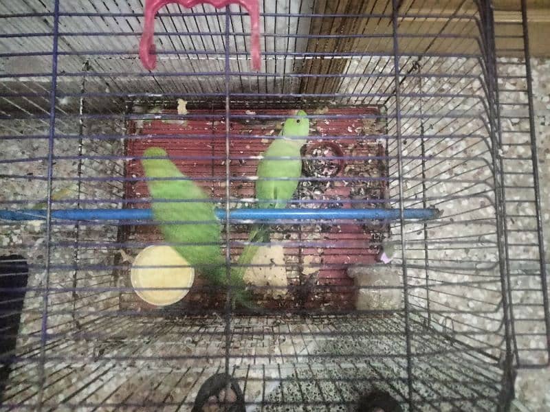 parrot 1