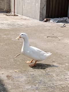 two pure pair duck for sale one is pure white and one is black