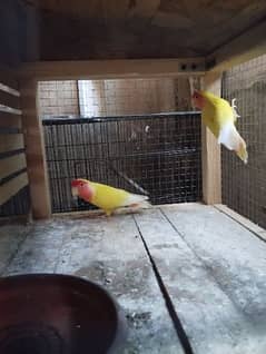 love bird pair 3 year age breader pair healty and active