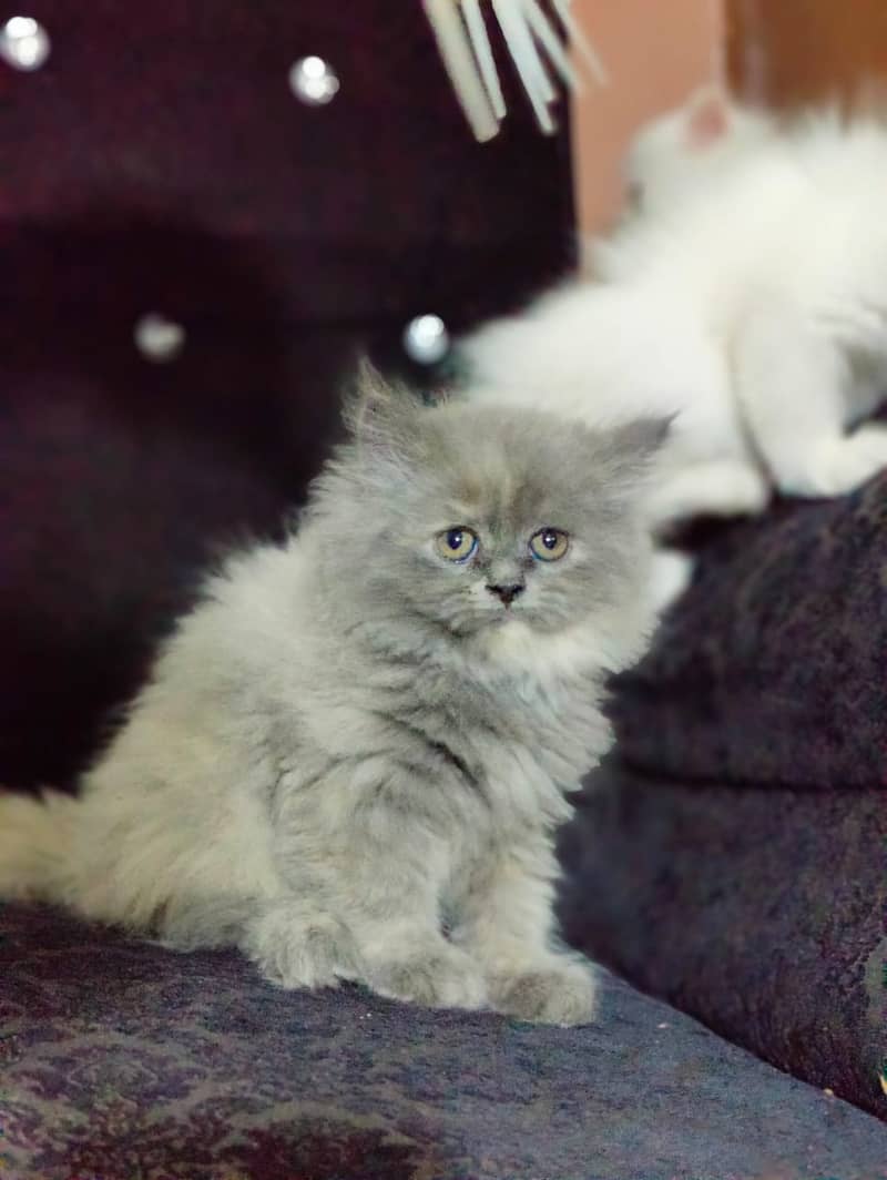 Peki / Piki / Peke / Cat / Kitten / Tripple / Persian / Double 11