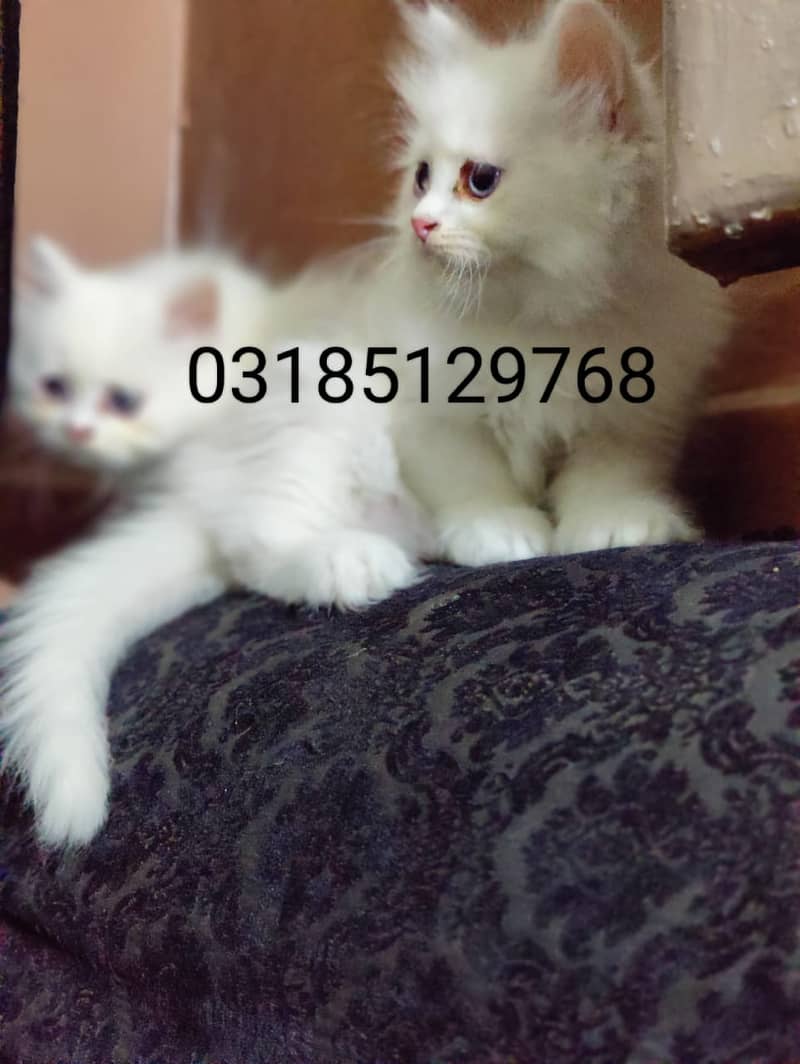 Peki / Piki / Peke / Cat / Kitten / Tripple / Persian / Double 12