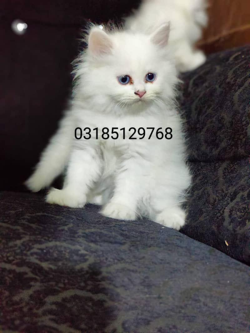 Peki / Piki / Peke / Cat / Kitten / Tripple / Persian / Double 13