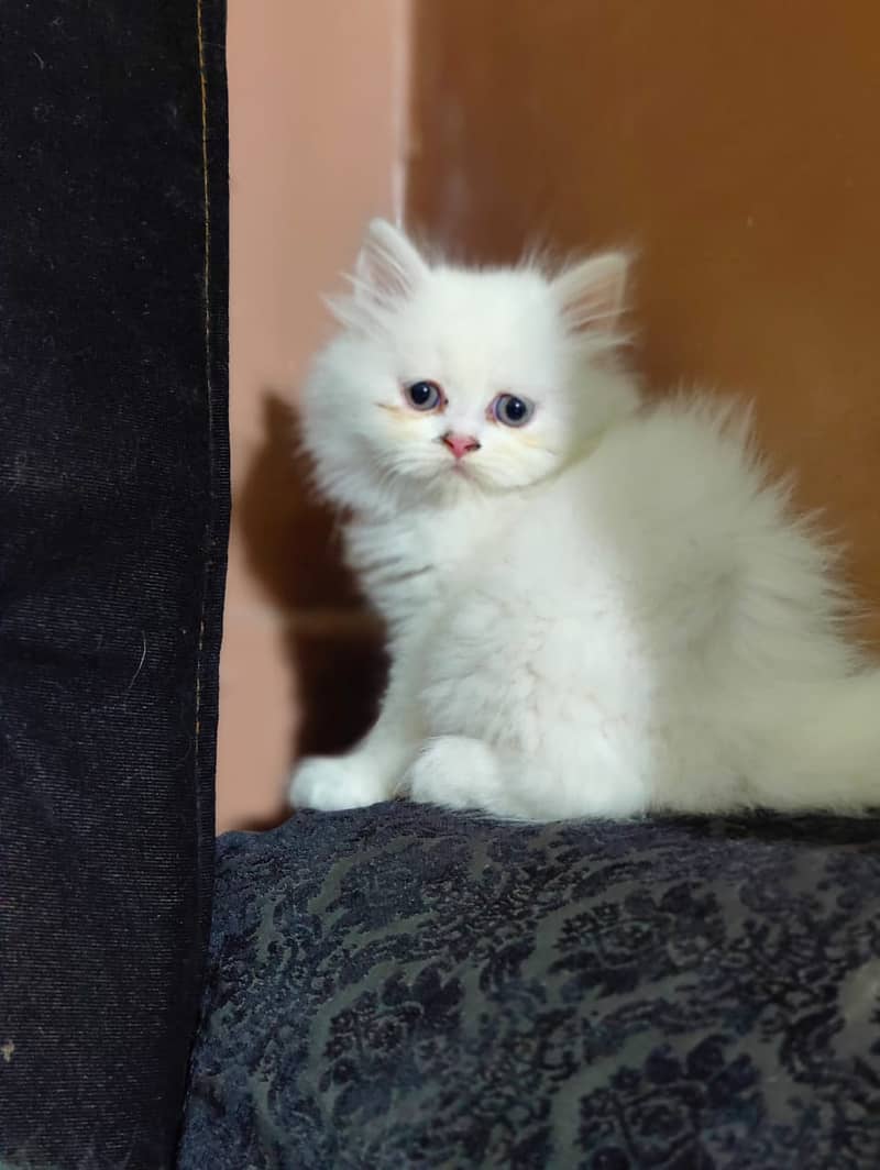 Peki / Piki / Peke / Cat / Kitten / Tripple / Persian / Double 14